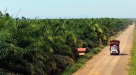 PT Astra Agro Lestari Tbk bergerak di bidang perkebunan kelapa sawit. (Dok. Astra.agro.co.id)