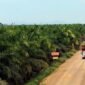 PT Astra Agro Lestari Tbk bergerak di bidang perkebunan kelapa sawit. (Dok. Astra.agro.co.id)