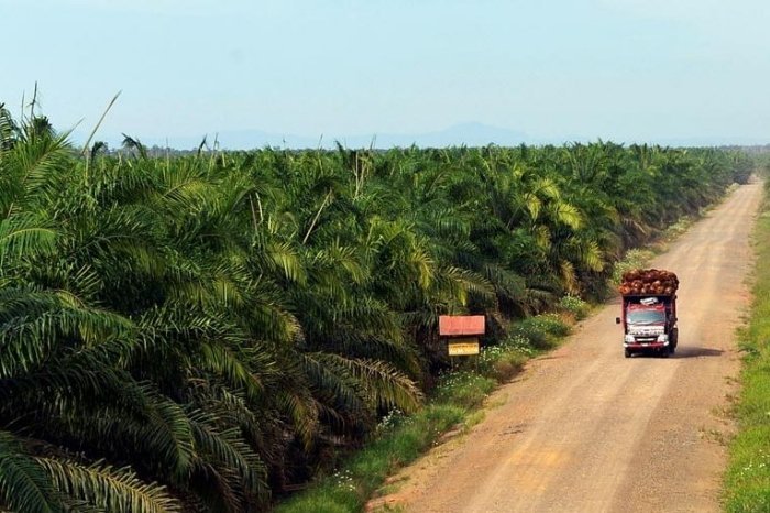 PT Astra Agro Lestari Tbk bergerak di bidang perkebunan kelapa sawit. (Dok. Astra.agro.co.id)