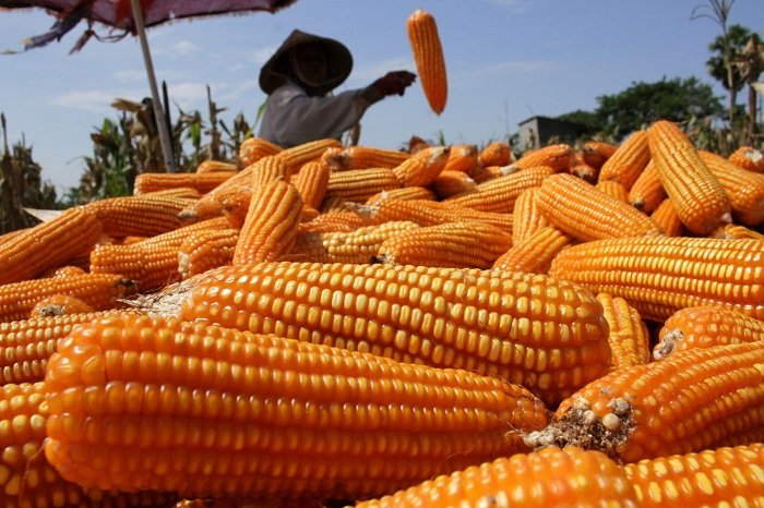 Situasi produksi jagung di beberapa sentra produsen yang saat ini tengah melimpah. (Dok. Tim Komunikasi Bapanas)

