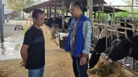 Tommy Wavolta sukses bangun Dara Farm berkat KUR BRI. Produksi pakan ternak capai 15 ton per bulan, pasok hingga luar daerah. (Dok. BRI)