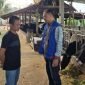 Tommy Wavolta sukses bangun Dara Farm berkat KUR BRI. Produksi pakan ternak capai 15 ton per bulan, pasok hingga luar daerah. (Dok. BRI)