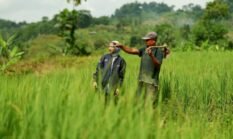 Hari Tani, BRI Perkuat Dukungan untuk Sektor Pertanian
