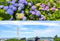 Distrik Namgu di Kota Ulsan akan menggelar Festival Hydrangea Jangsaengpo Kelima dan meluncurkan Whale Kart.