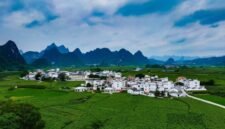 Photo shows verdant mulberry parks in an ecological demonstration zone located in Desheng Town of Yizhou District in Hechi City of Guangxi Zhuang Autonomous Region. (Photo by Wang Xinyuan)